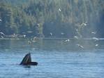 Baleia experimenta novas técnicas de pescaria com sua enorme boca aberta, durante passeio de barco em Telegraph Cove, na Vancouver Island, na Columbia Britânica, costa oeste do Canadá
